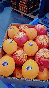 Fresh Egyptian Oranges